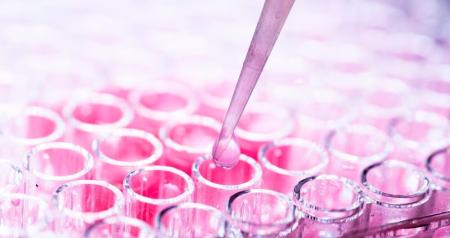 Stem_cell_culture_in_a_laboratory.jpg