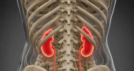 Enhancing_Kidney_Function_With_Pluripotent_Stem_Cells.jpg