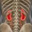 Enhancing_Kidney_Function_With_Pluripotent_Stem_Cells.jpg